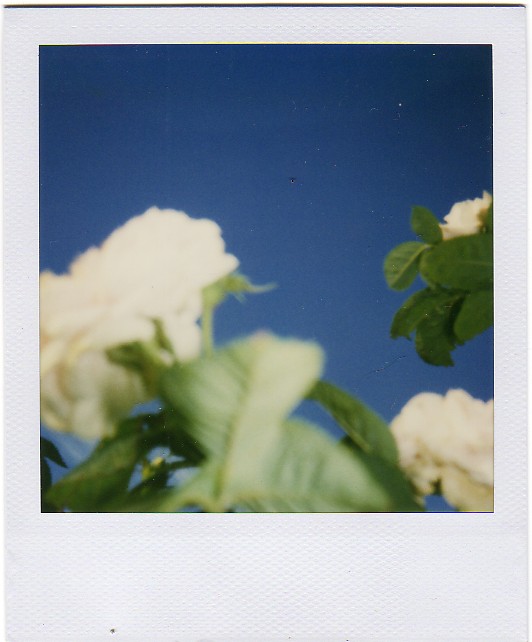 [Roses+Blooming+Blue+England+Sky.jpg]
