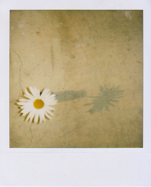 [daisy--+white+space.jpg]