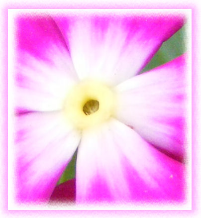 [pink+and+white+flower.jpg]