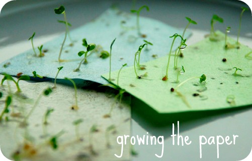 [growing_the_paper.jpg]