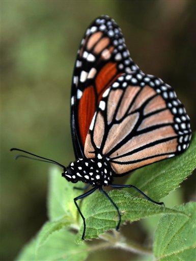 [mariposa+monarca.jpg]