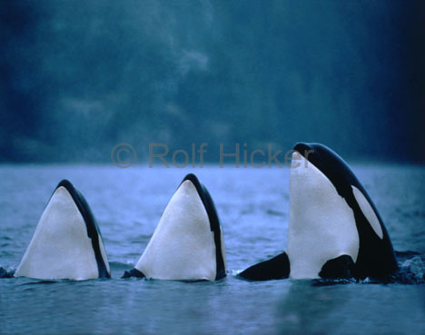 [Orcas.jpg]