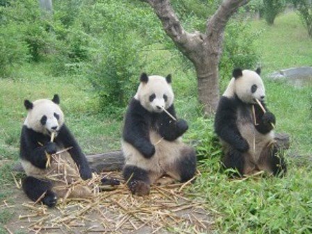 [pandas+comiendo+bambÃº.jpg]