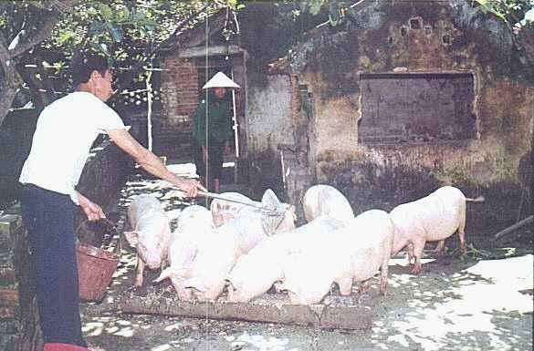 [cerdos+vietnamitas.jpg]