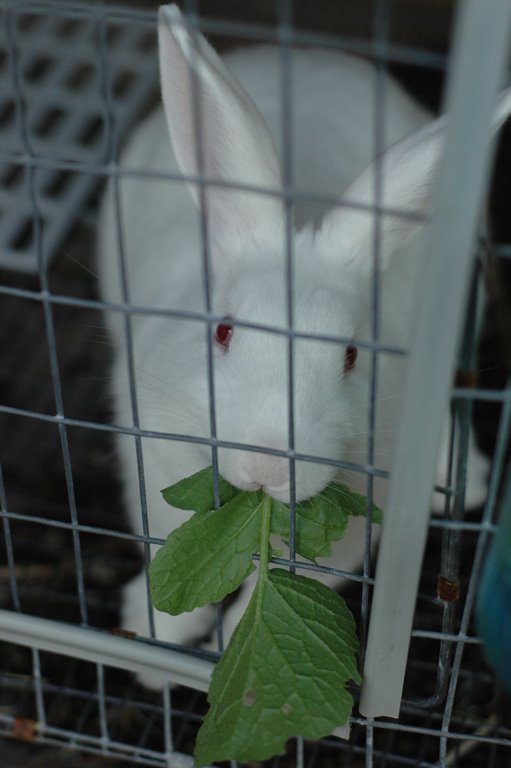[rabbit+with+radish+greens]