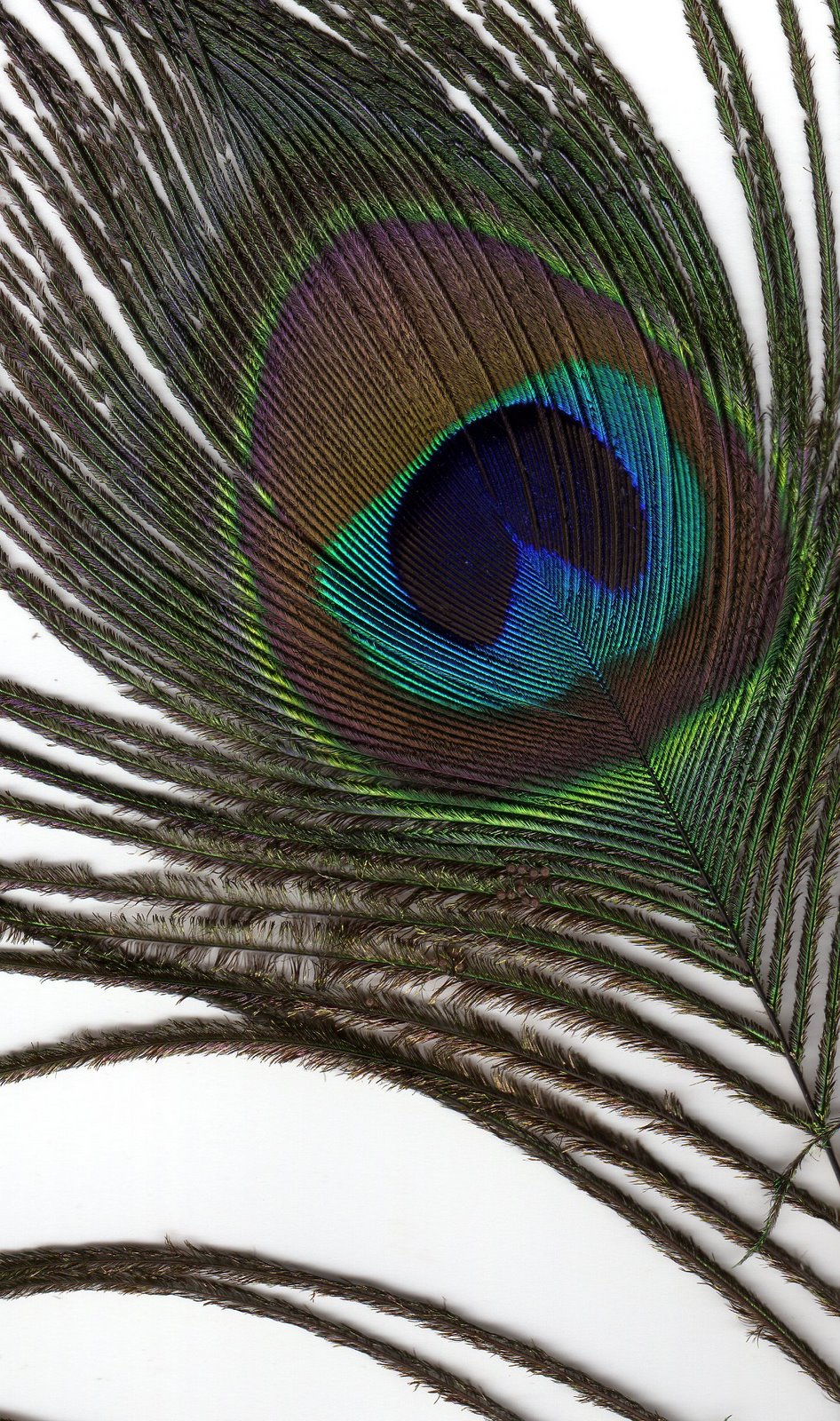 [peacock039.jpg]