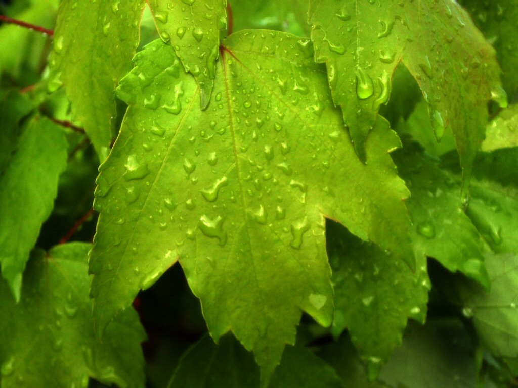 [Rainy+Spring+Leaves.jpg]