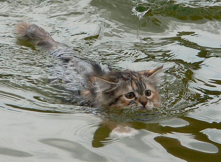 [Swimming+cat.jpg]