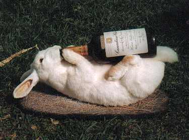 [Drunk Rabbit.jpg]