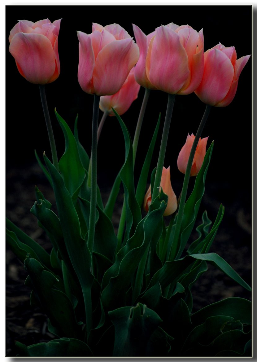 [Tulips_Group.jpg]