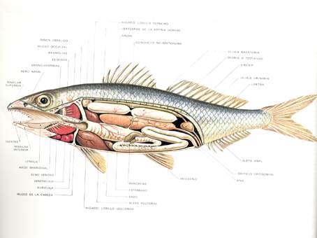 [Anatomia+del+pez+2.JPG]