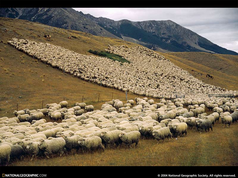 [many-sheep_+National+Geographic.jpg]