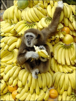 [monkey+with+bananas.jpg]