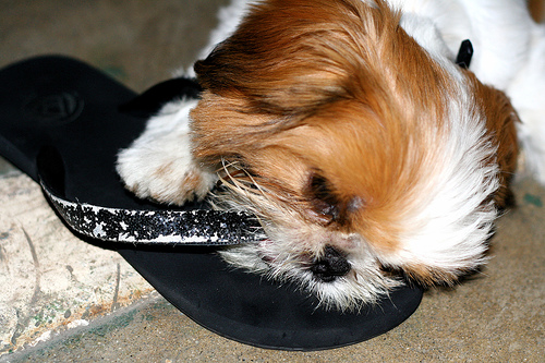 [wonton+eats+my+slipper.jpg]