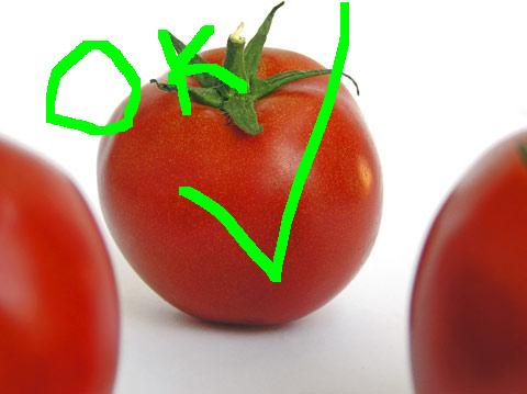 [tomatoes480.jpg]