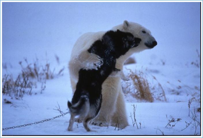 [Bear+N+Husky+embrace.jpg]