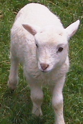 [cute_white_baby_lamb.jpg]