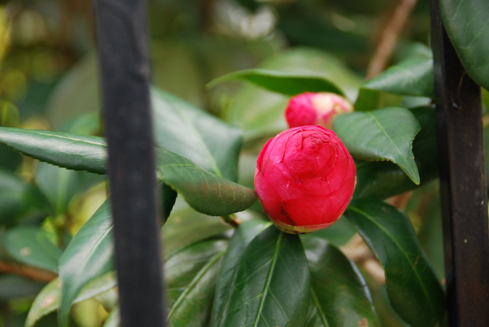 [camellia.JPG]