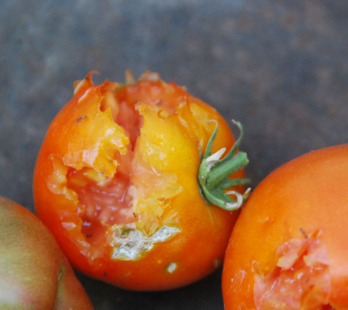[tomato-close-up.jpg]