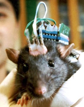 [rat_brain_implant.jpg]