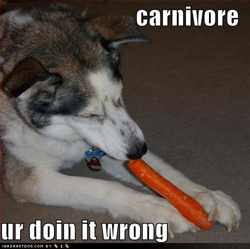 [funny-dog-pictures-eating-carrot.jpg]
