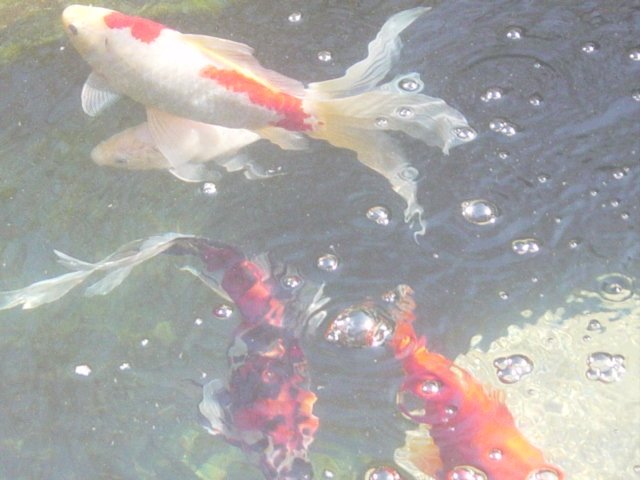 [goldfish.JPG]