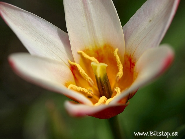 [tulip1-may21.jpg]
