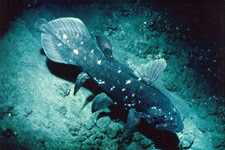 Live coelacanth