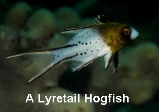 [Bodianus_anthioides_(Lyretail_Hogfish)_2.jpg]