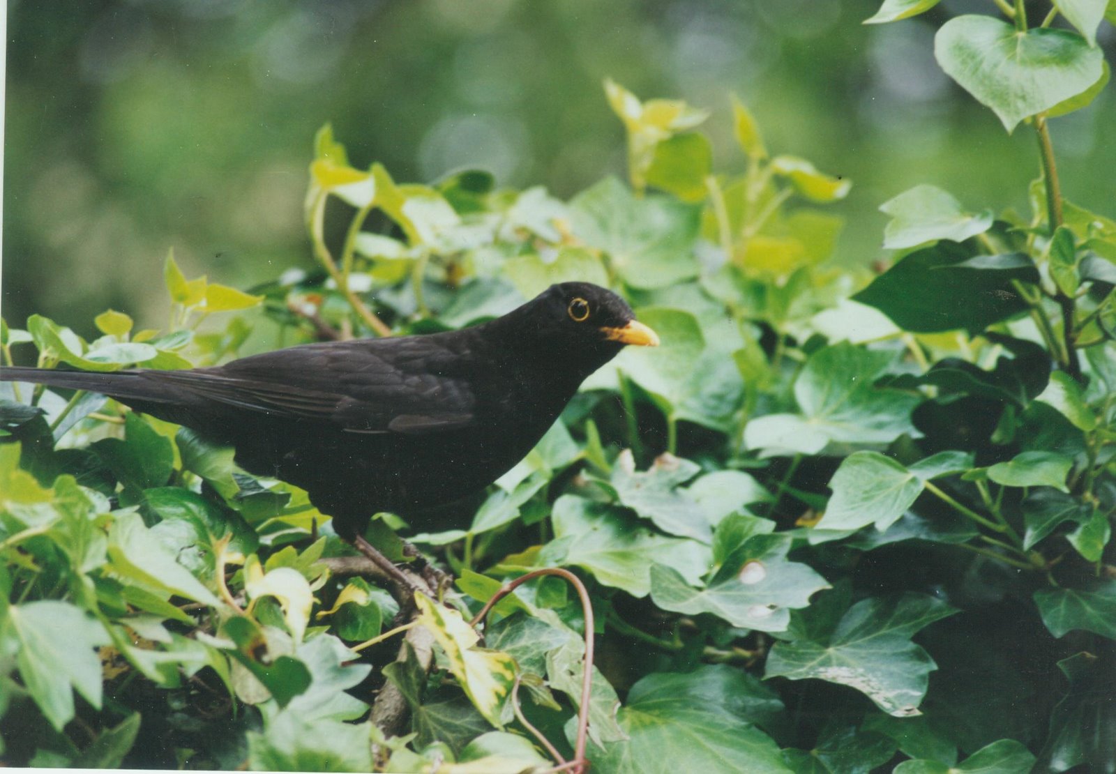 [blackbird002.jpg]