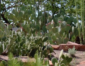 [cactus+garden+2.jpg]