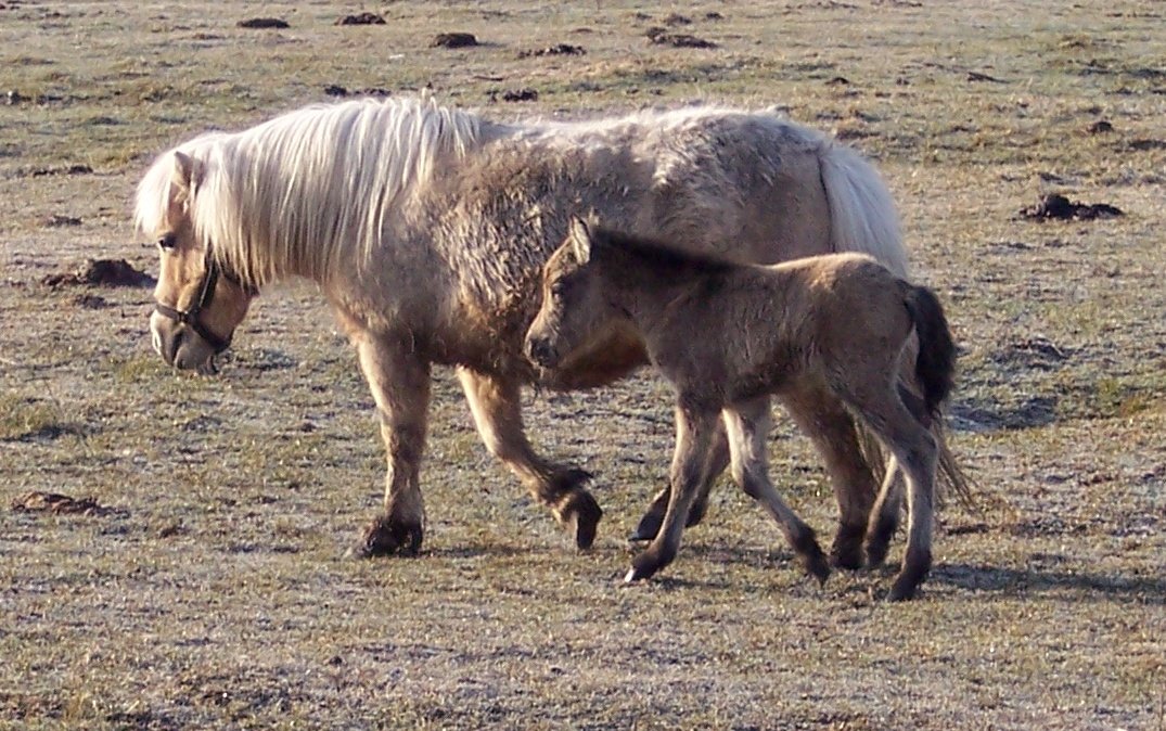 [Cora+and+Filly.jpg]