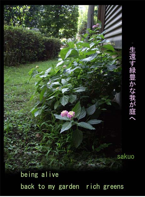 [back+to+my+garden+S2.jpg]