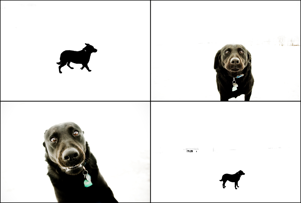[fourwaydog.jpg]