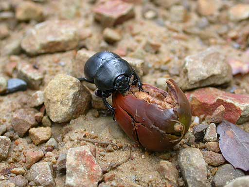 [Imagen+de+un+escarabajo+de+la+especie+-Thorectes+lusitanicus-+comiendo+una+bellota+-Foto+CSIC.jpg]
