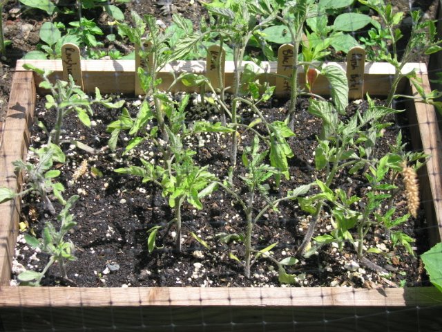 [may2008_tomato_seedlings2.jpg]