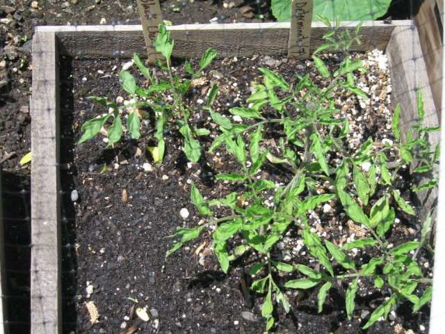 [may2008_tomatoe_seedlings.jpg]