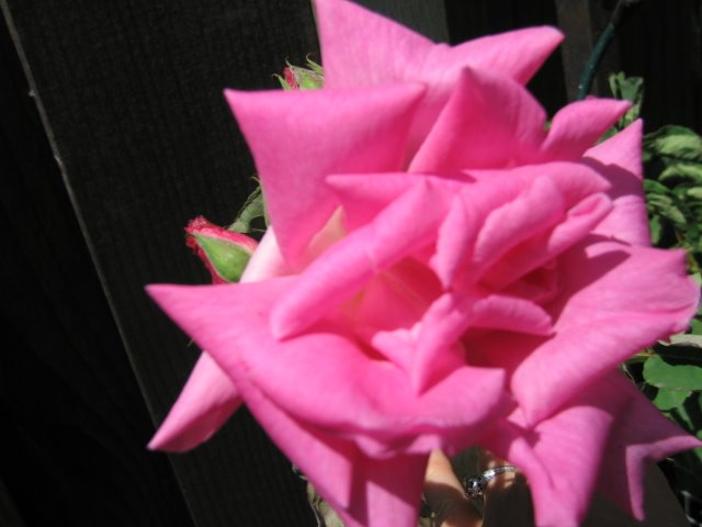 [may2008_rose_pink.jpg]