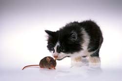 [cat+and+mouse.jpg]