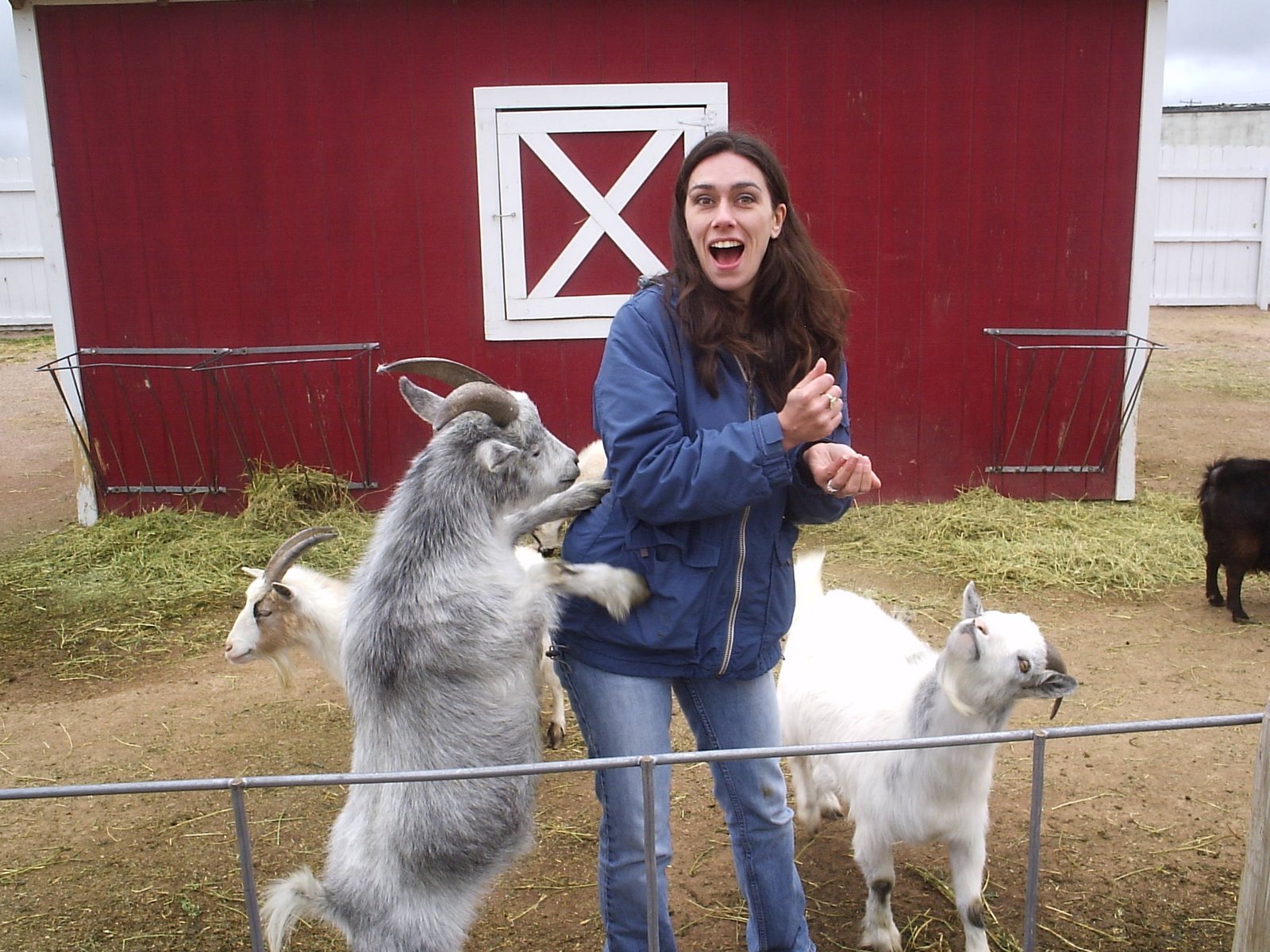 [Jen+@+goats.JPG]
