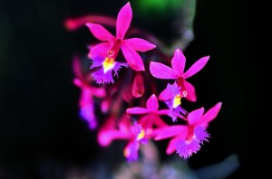 [PE_MAP_Pueblo_orchid_new.jpg]