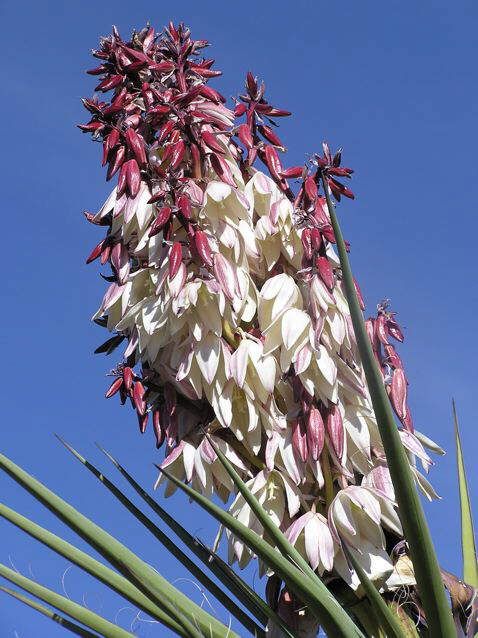 [Yucca+blooms+near+Marfa.jpg]