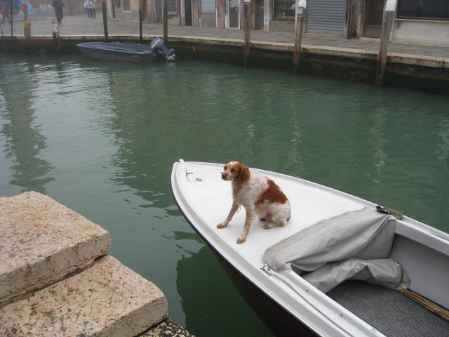 [Murano+dog+on+boat.jpg]