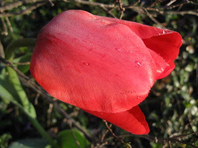 [frosty+tulip+4-30-08.jpg]
