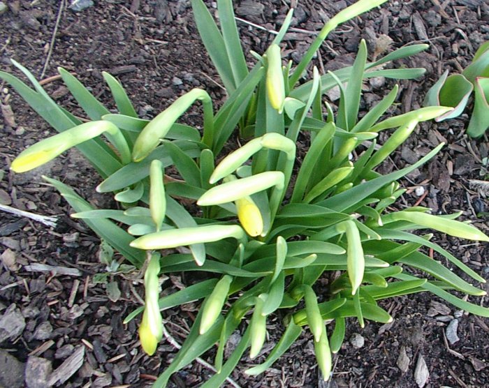 [daffodils.JPG]