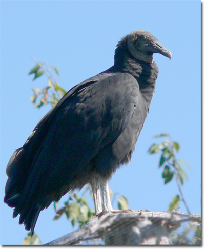 [vulture-black-lg4.jpg]