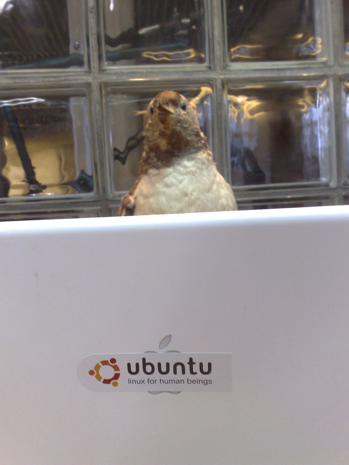 [ubuntux2.jpg]