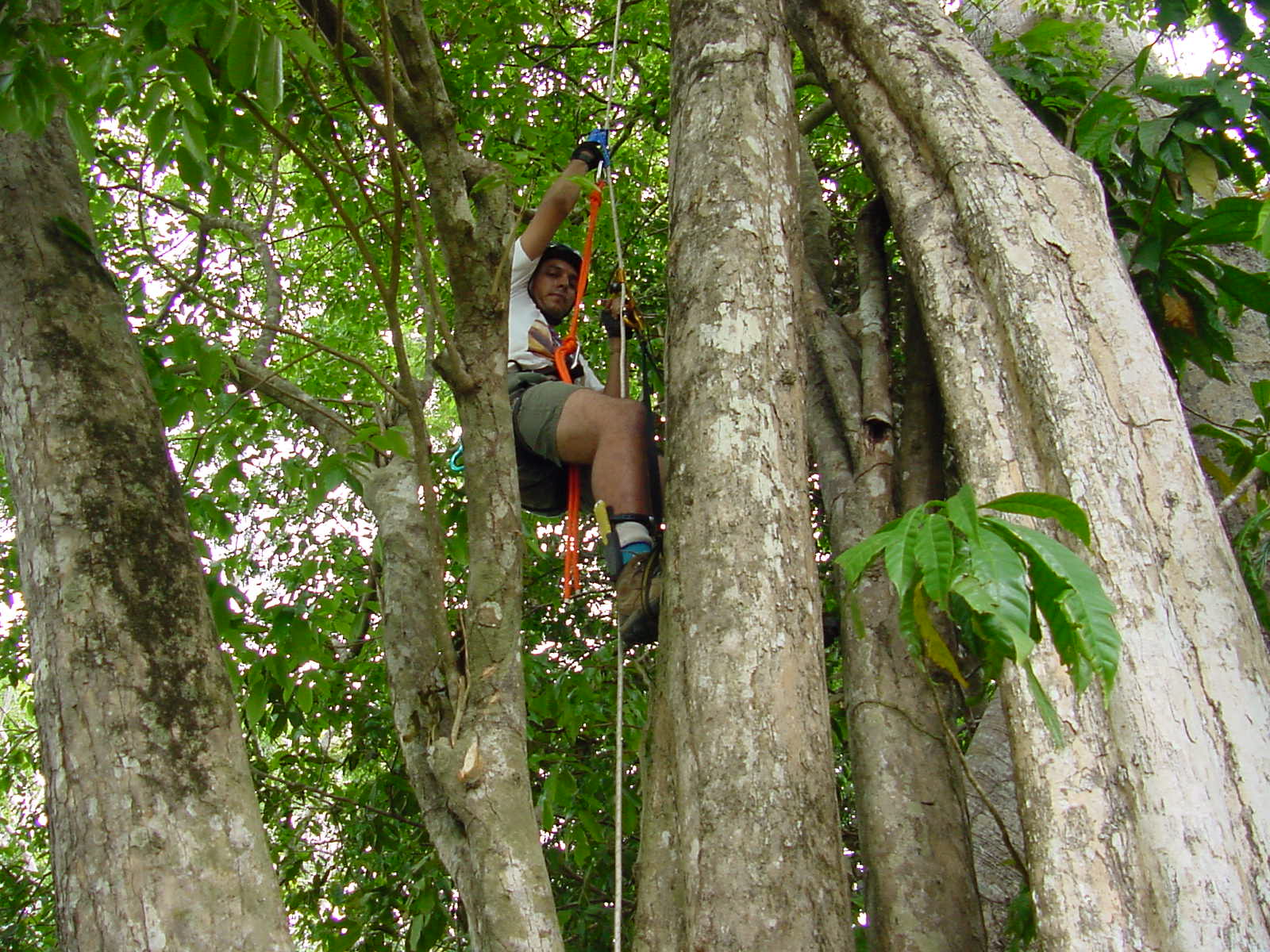 Resgate de Ninho de Abelhas Sem Ferrão na Aldeia Murutinga (Etnia Mura - Amazonas, Brasil)