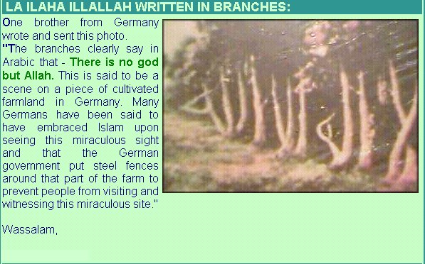 [pics--miracles+of+Allah-tree.jpg]
