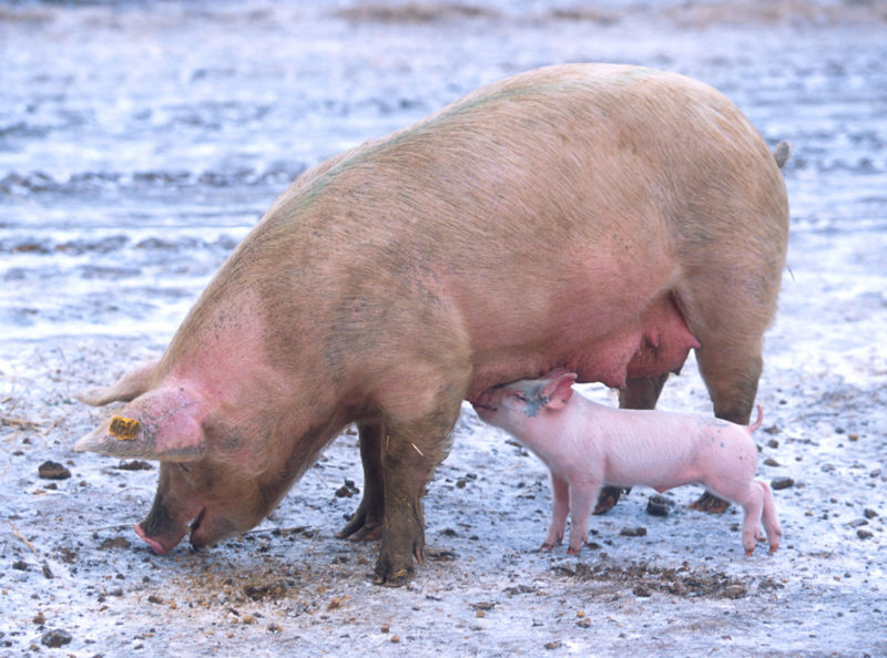 [800px-Sow_with_piglet_1.jpg]